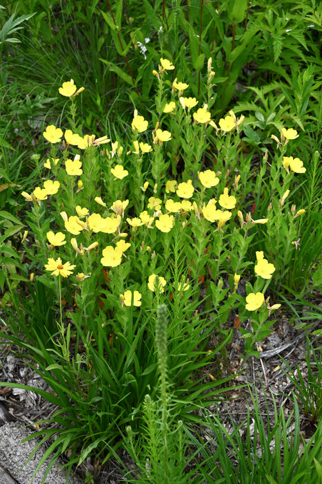 Prairie Sundrops (Oenothera pilosella) 2x2x3" Pot