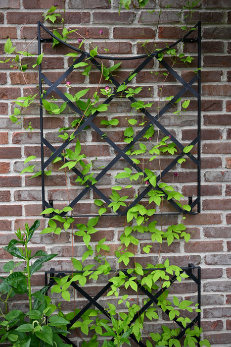 Vasevine Clematis (Clematis viorna) QUART POT