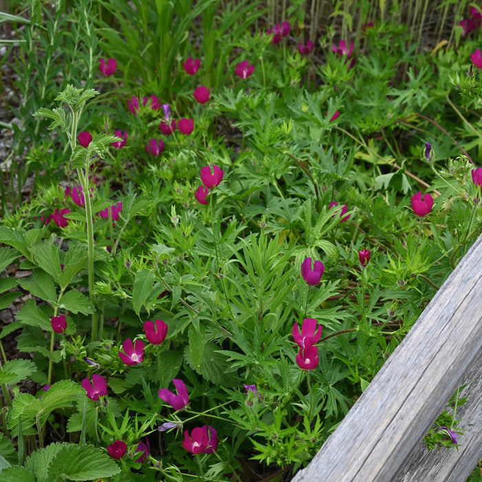 Seed Pack - Purple Poppy Mallow (Callirhoe involucrata)