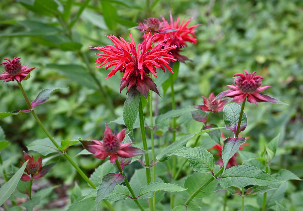 Scarlet Bee Balm (Monarda didyma)