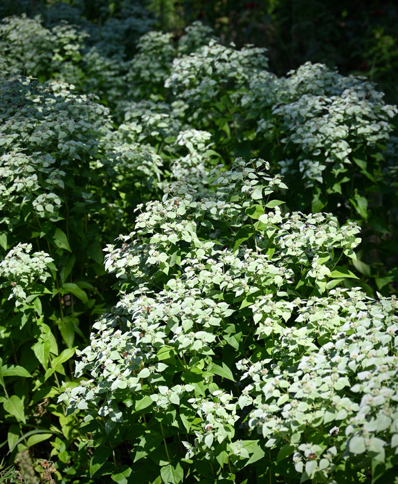 Clustered Mountain Mint (Pycnanthemum muticum) 1 GAL