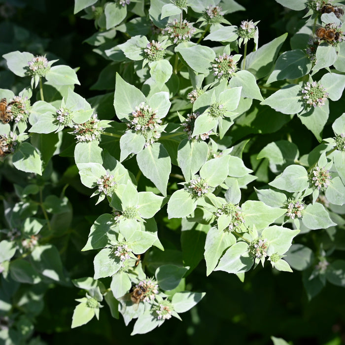 Clustered Mountain Mint (Pycnanthemum muticum) 1 GAL