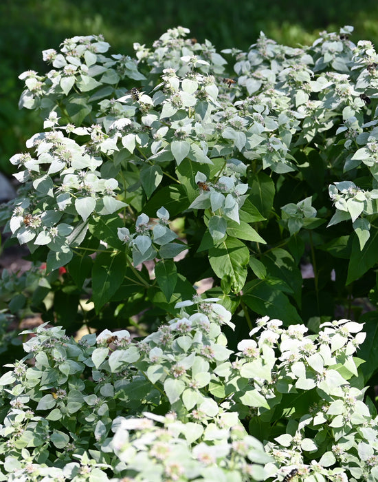 Clustered Mountain Mint (Pycnanthemum muticum) 1 GAL