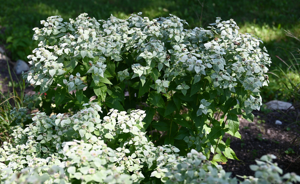 Clustered Mountain Mint (Pycnanthemum muticum) 1 GAL