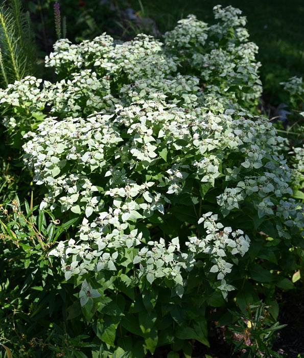 Clustered Mountain Mint (Pycnanthemum muticum) 1 GAL