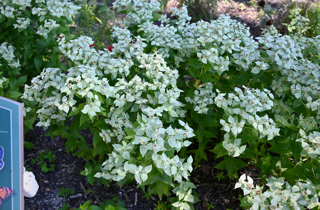 Clustered Mountain Mint (Pycnanthemum muticum) 1 GAL