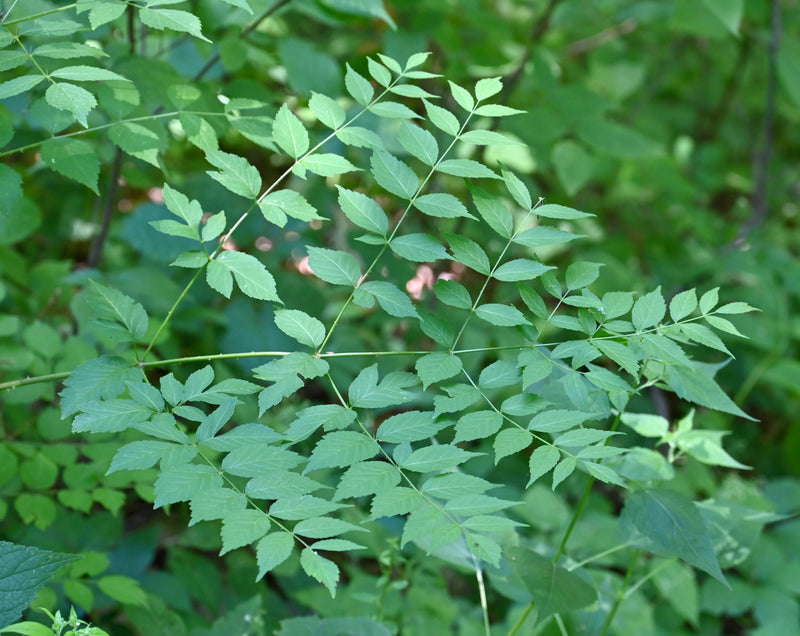 Devil's Walkingstick (Aralia spinosa)