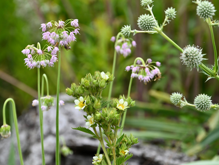 Nodding Wild Onion (Allium cernuum) 2x2x3" Pot