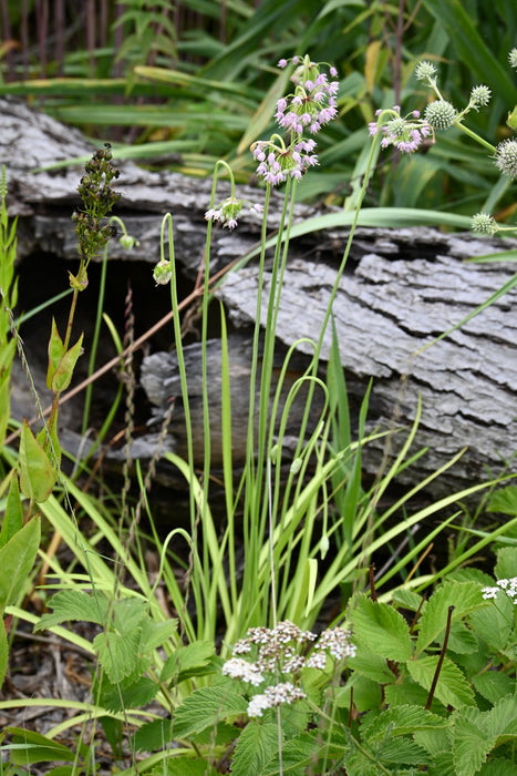 Nodding Wild Onion (Allium cernuum) 2x2x3" Pot