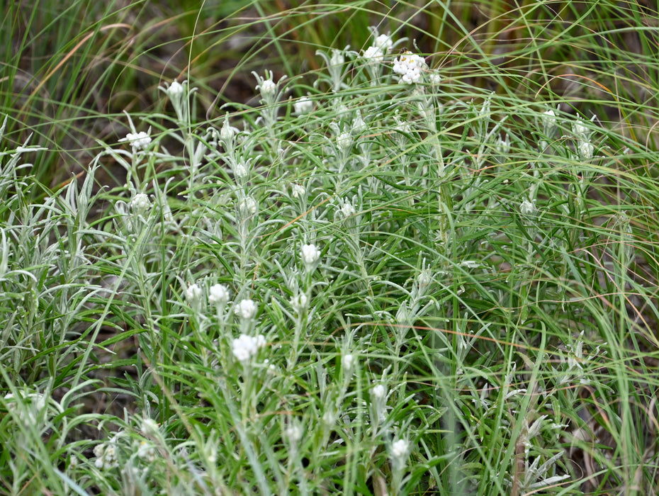 Pearly Everlasting (Anaphalis margaritacea)