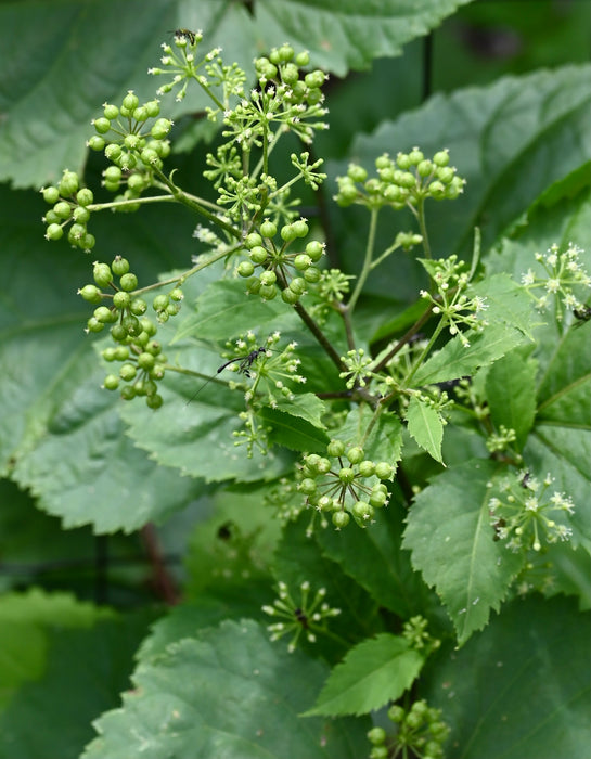 Spikenard (Aralia racemosa)