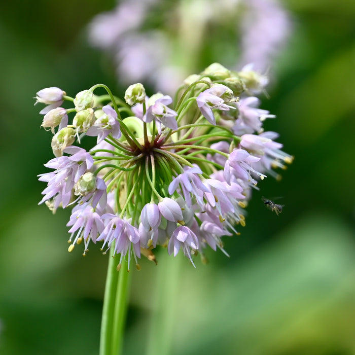 Nodding Wild Onion (Allium cernuum) 2x2x3" Pot