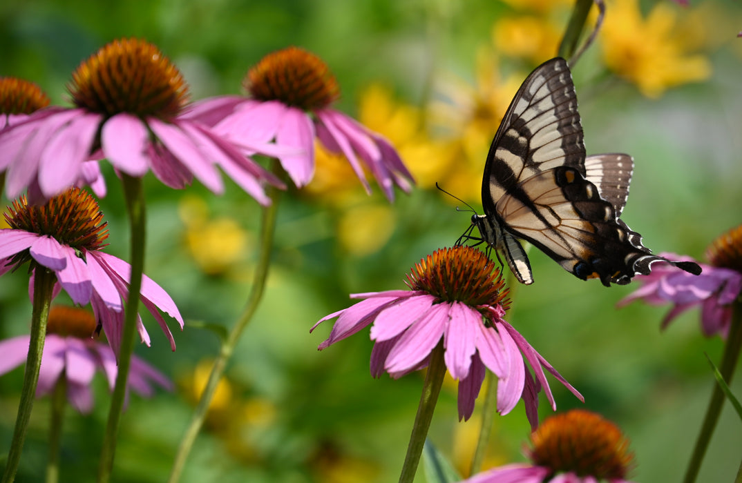 Purple Coneflower (Echinacea purpurea) 2x2x3" Pot