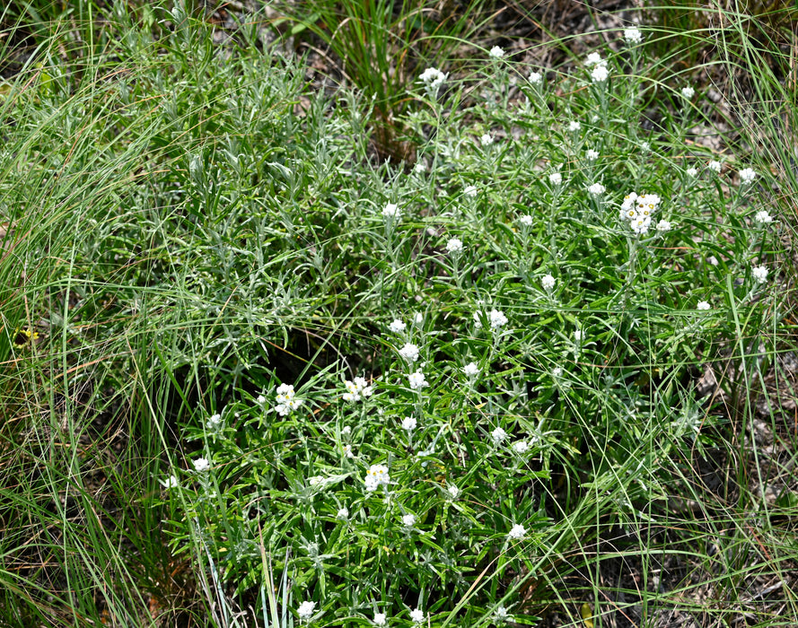 Pearly Everlasting (Anaphalis margaritacea)