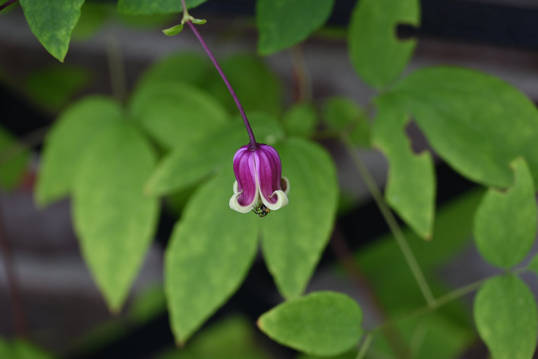 Vasevine Clematis (Clematis viorna) QUART POT