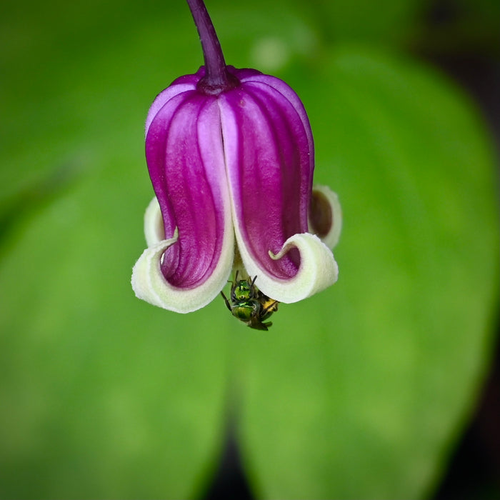 Vasevine Clematis (Clematis viorna) QUART POT