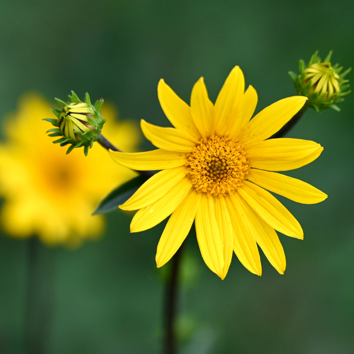 Western Sunflower (Helianthus occidentalis) 2x2x3" Pot