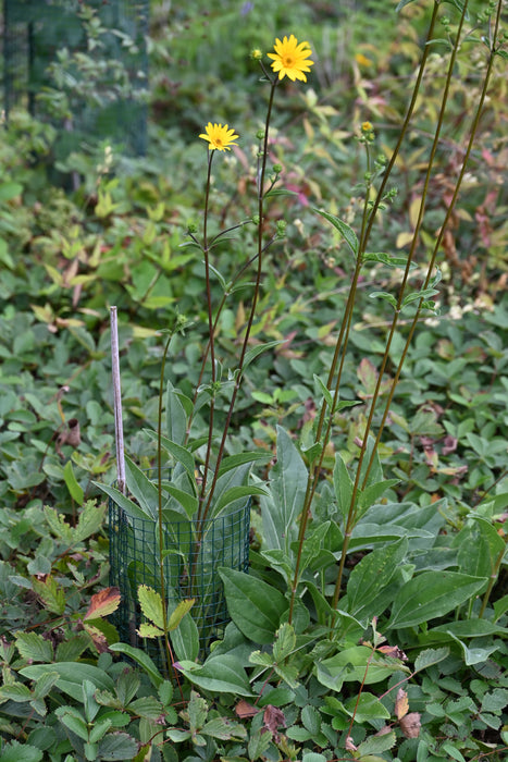 Western Sunflower (Helianthus occidentalis) 2x2x3" Pot