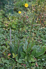 Western Sunflower (Helianthus occidentalis)