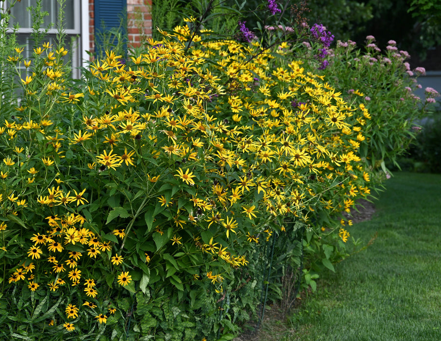 False Sunflower (Heliopsis helianthoides) 1 GAL