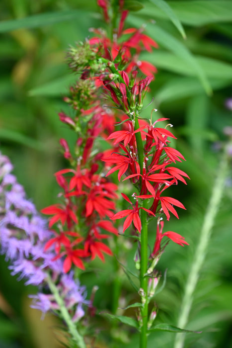 Cardinal Flower (Lobelia cardinalis) 2x2x3" Pot