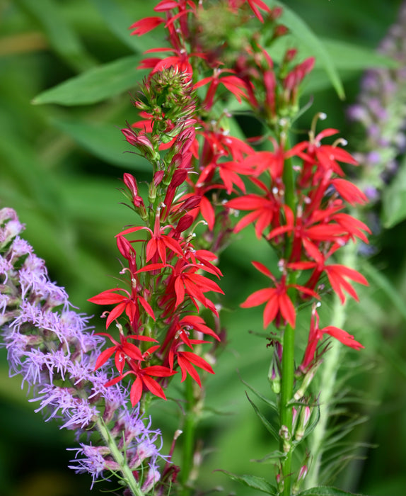 Cardinal Flower (Lobelia cardinalis) 2x2x3" Pot