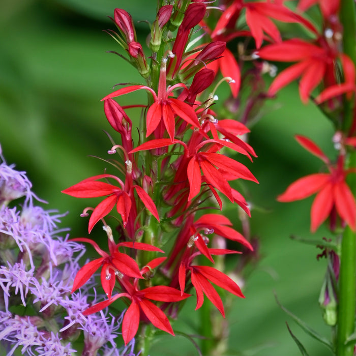 Cardinal Flower (Lobelia cardinalis) 2x2x3" Pot