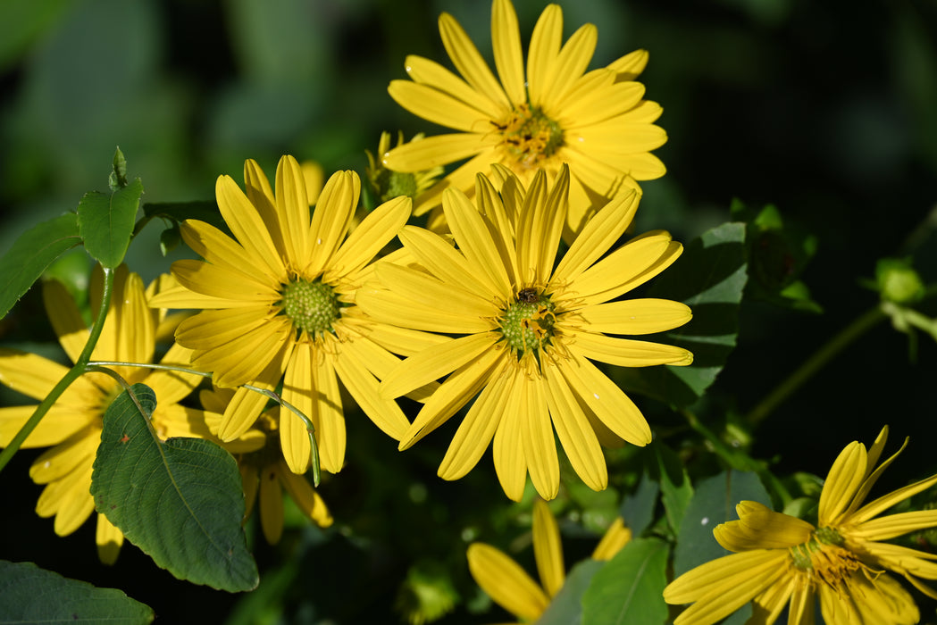 Cup Plant (Silphium perfoliatum) 2x2x3" Pot