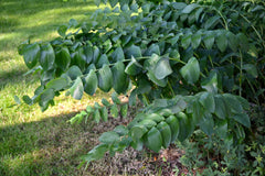 Solomon’s Seal (Polygonatum biflorum) BARE ROOT - SHIPS BEGINNING WEEK OF 12/2