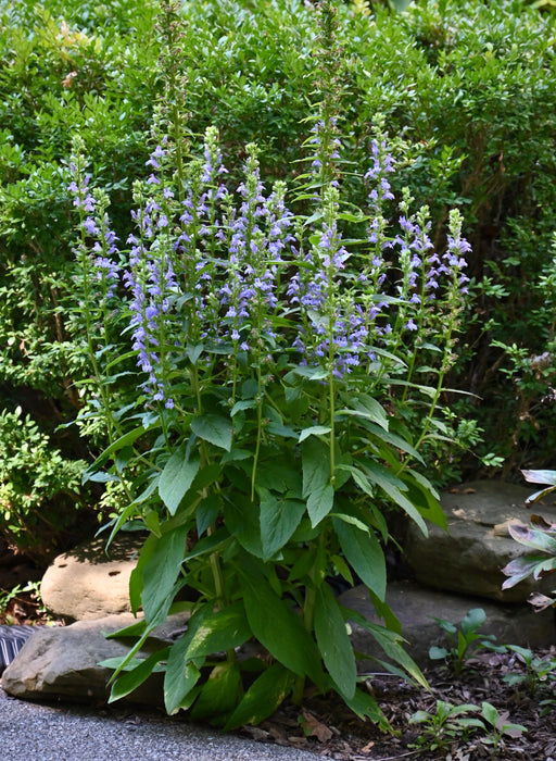 lobelia plant in pot Great Blue Lobelia (Lobelia siphilitica) 2x2x3" Pot — Native Plants Unlimited LLC