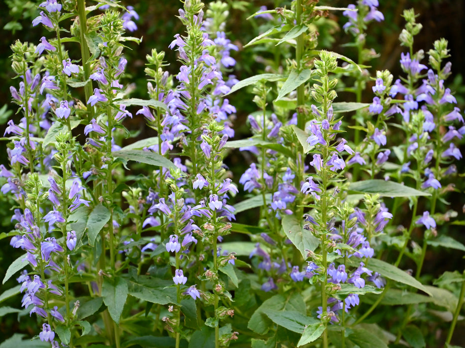 Great Blue Lobelia (Lobelia siphilitica) 2x2x3" Pot