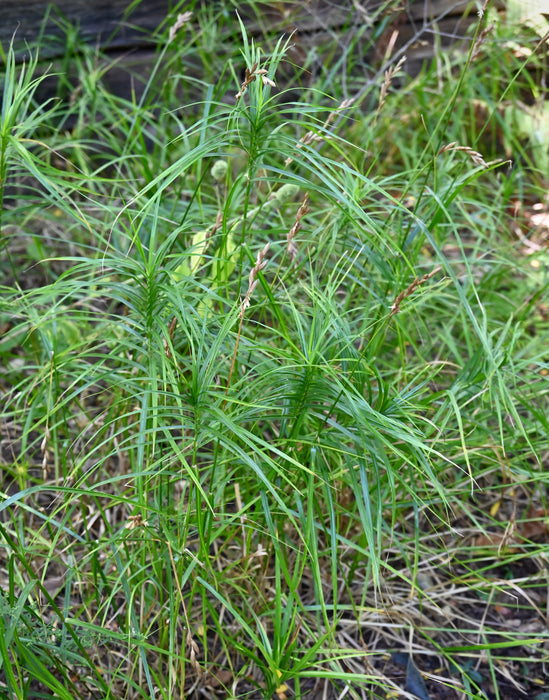 Palm Sedge (Carex muskingumensis) 2x2x3" Pot