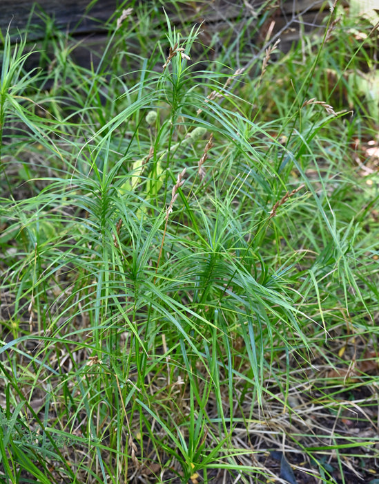 palm sedge plant Palm Sedge (Carex muskingumensis) 2x2x3" Pot — Native Plants Unlimited LLC