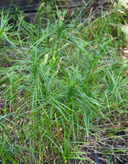 Palm Sedge (Carex muskingumensis)