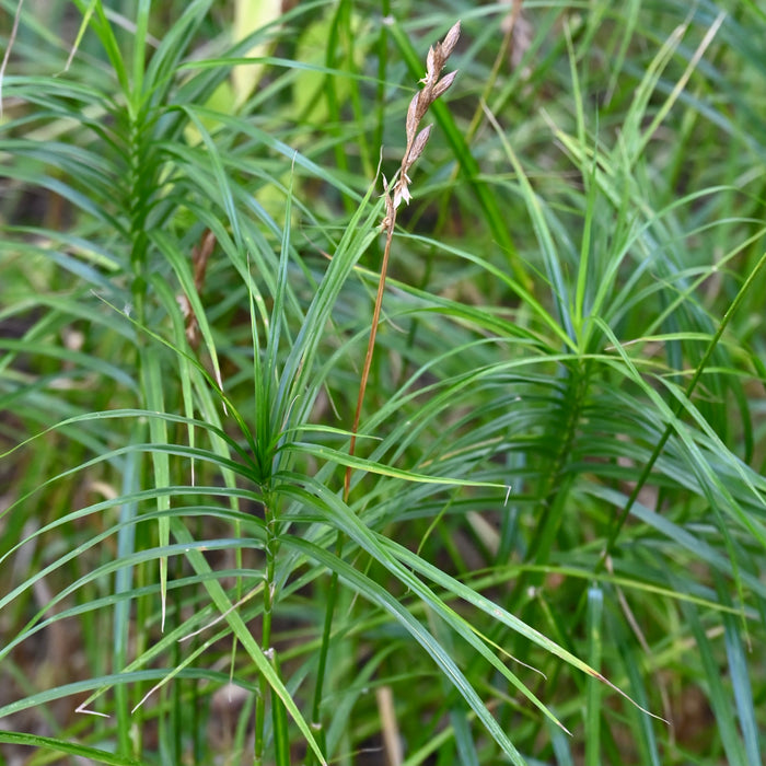 palm sedge plant Palm Sedge (Carex muskingumensis) 2x2x3" Pot — Native Plants Unlimited LLC