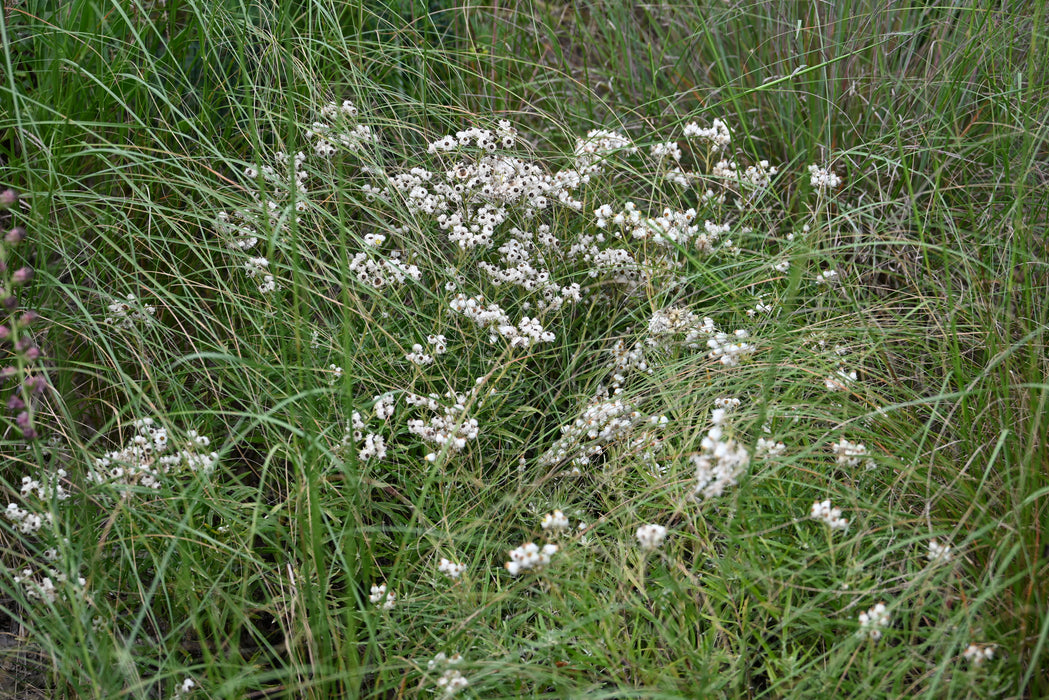 Pearly Everlasting (Anaphalis margaritacea)