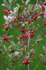 Red Chokeberry (Aronia arbutifolia)