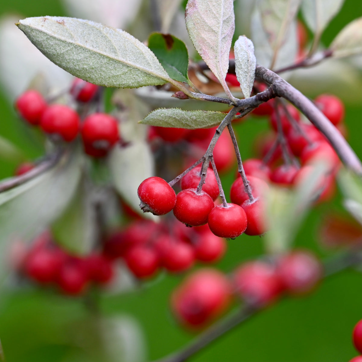 Red Chokeberry (Aronia arbutifolia) — Native Plants Unlimited LLC