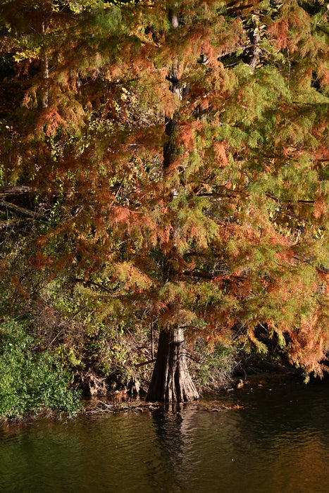 Bald Cypress (Taxodium distichum)