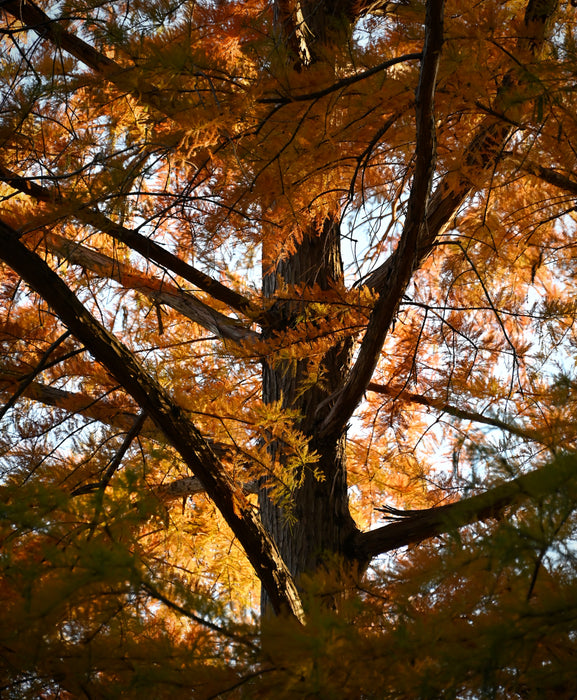 Bald Cypress (Taxodium distichum)