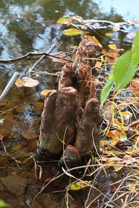 Bald Cypress (Taxodium distichum)