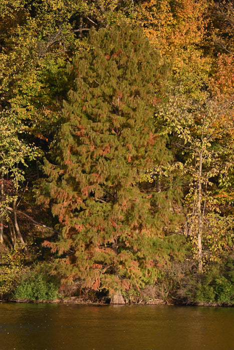 Bald Cypress (Taxodium distichum)