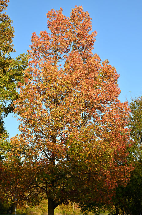 Sweetgum (Liquidambar styraciflua)