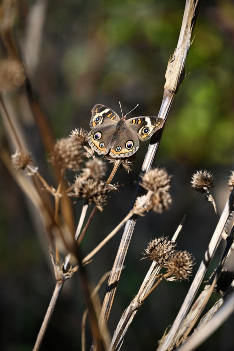 Rattlesnake Master (Eryngium yuccifolium) 2x2x3" Pot