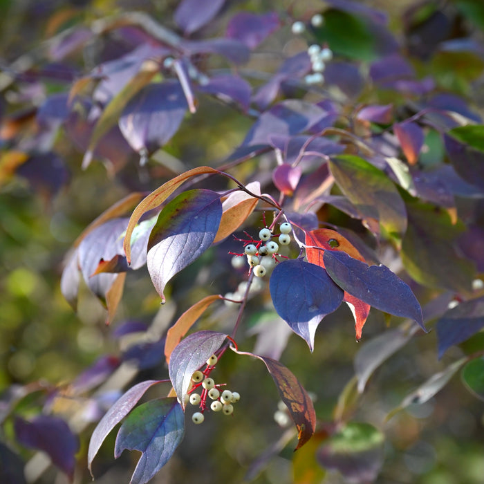 Roughleaf Dogwood (Cornus drummondii)