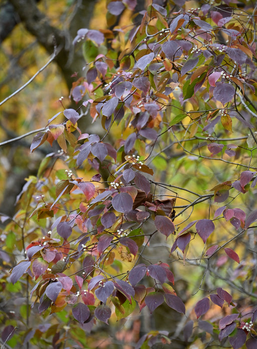 Roughleaf Dogwood (Cornus drummondii)