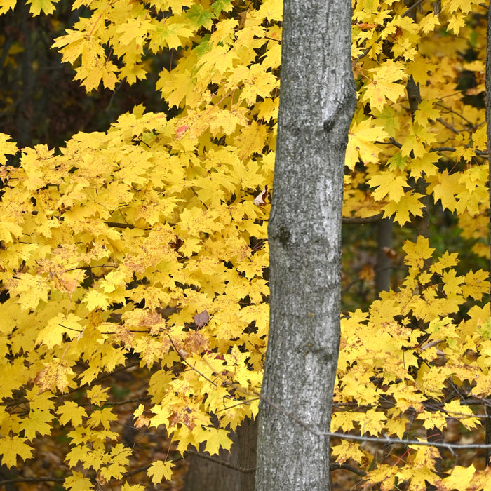 Sugar Maple (Acer saccharum)