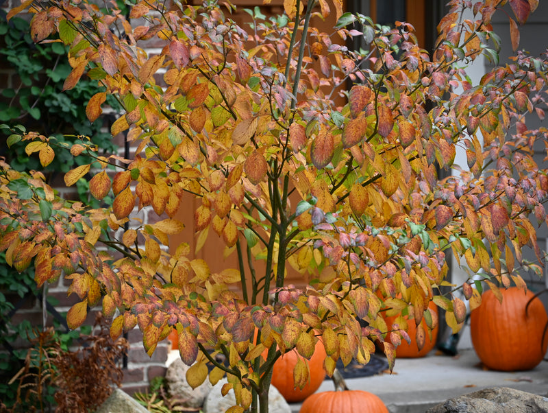 Pagoda Dogwood (Cornus alternifolia)