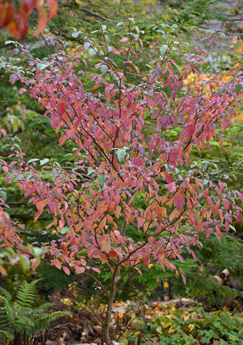 Pagoda Dogwood (Cornus alternifolia)