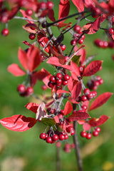 Red Chokeberry (Aronia arbutifolia)